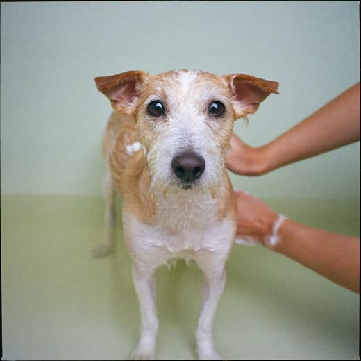A small dog being bathed, hands working shampoo into its wet coat