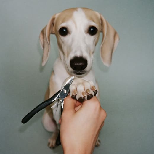 A dog's paw held gently while its nails are clipped